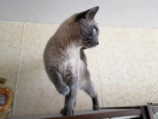 Котовторник 12.12.2017
