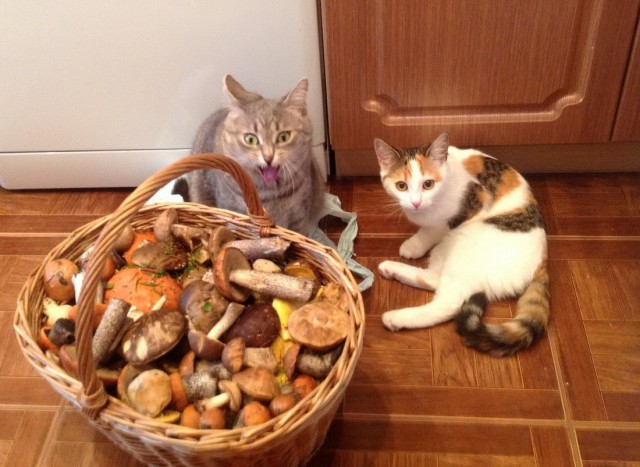 Коты и Кошки