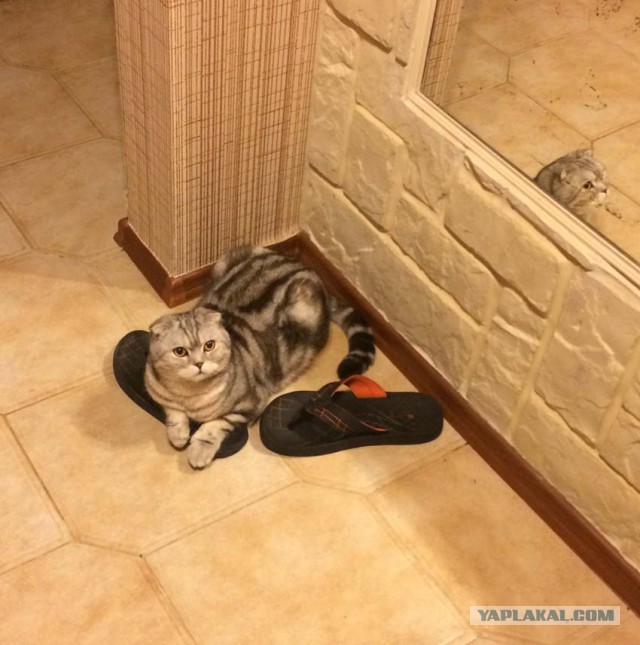 Котовторник  19.12.2017