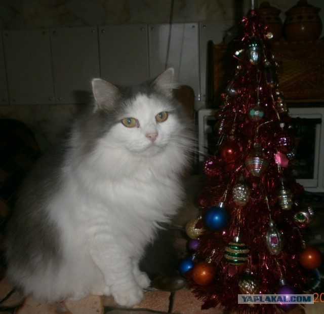 Котовторник 9.01.2018