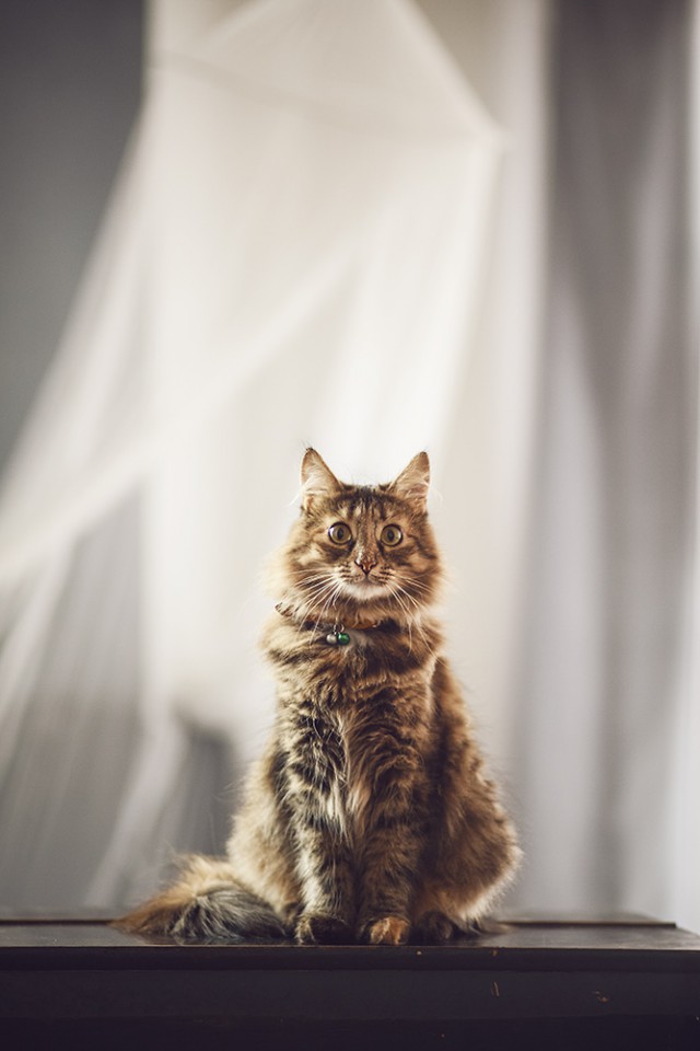 Котовторник 20.03.2018
