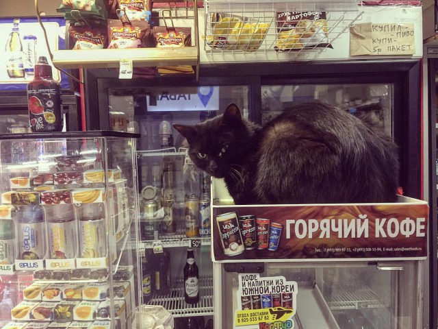 Прикольных котов пост