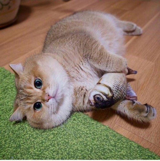 Прикольных котов пост