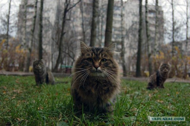 Котовторник на ЯПлакалъ (03.06), котята (31 шт)