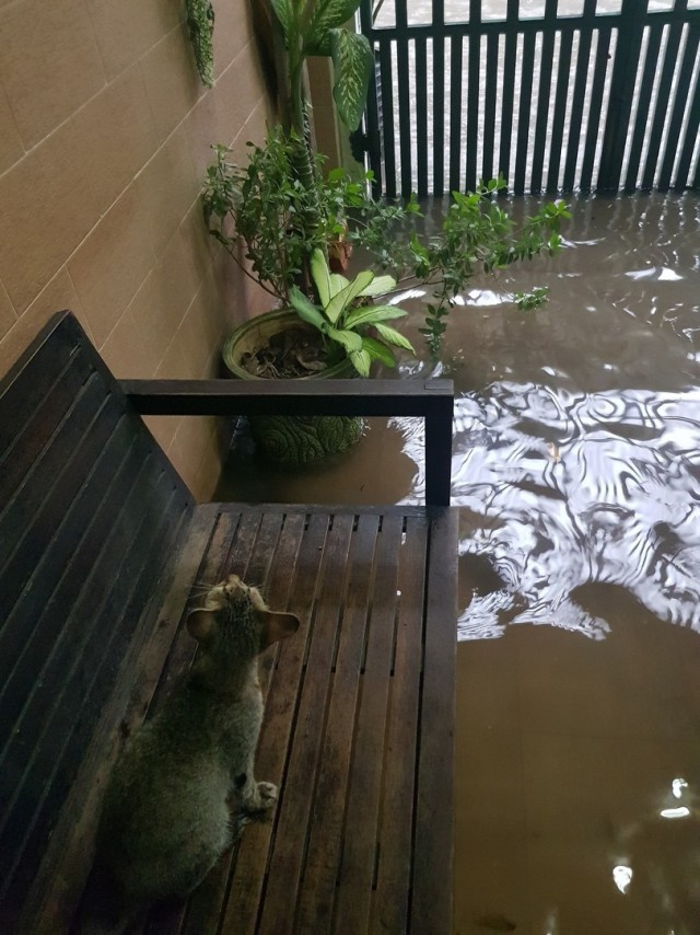 Прикольных котов пост