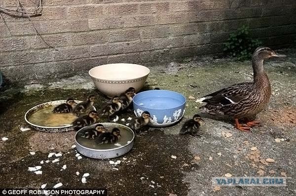 Первые шаги во взрослую жизнь
