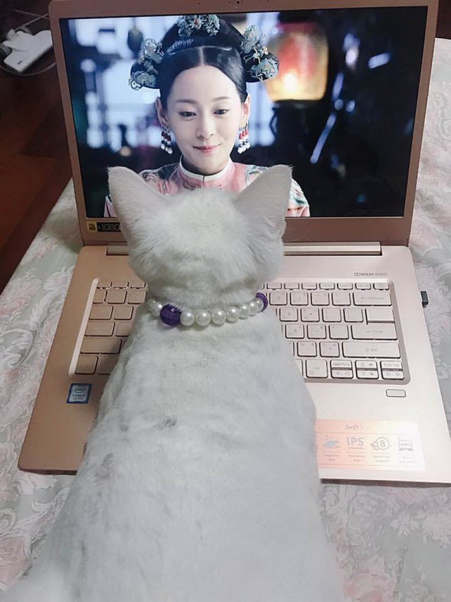 Прикольных котов пост