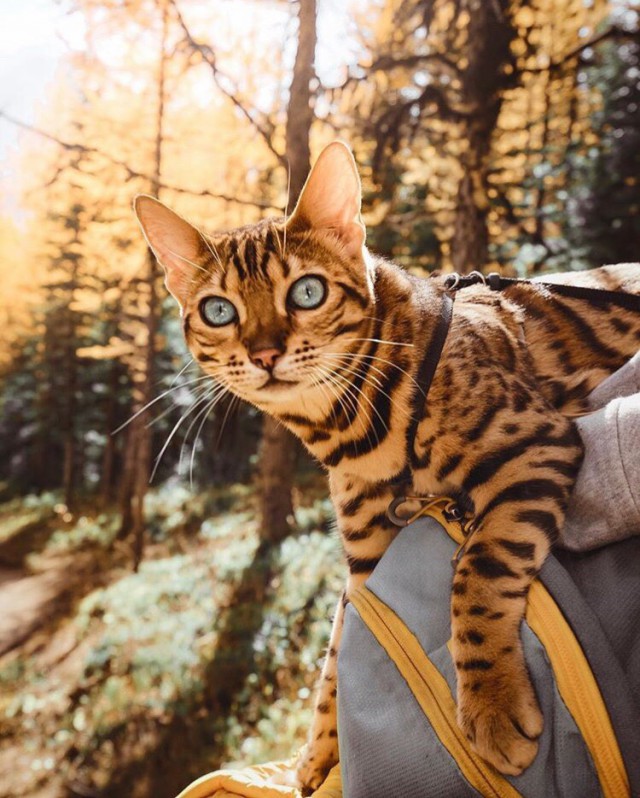 Немного милоты