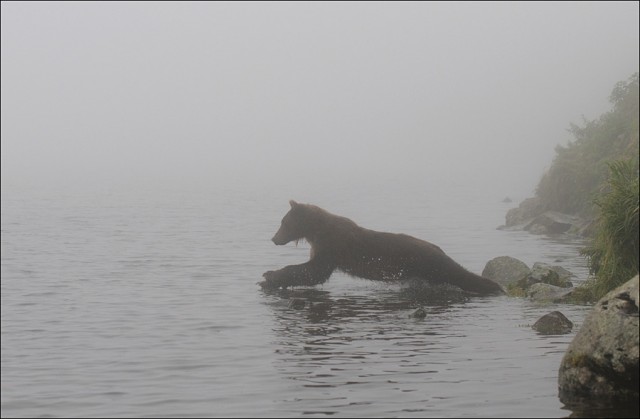 Медведи в тумане