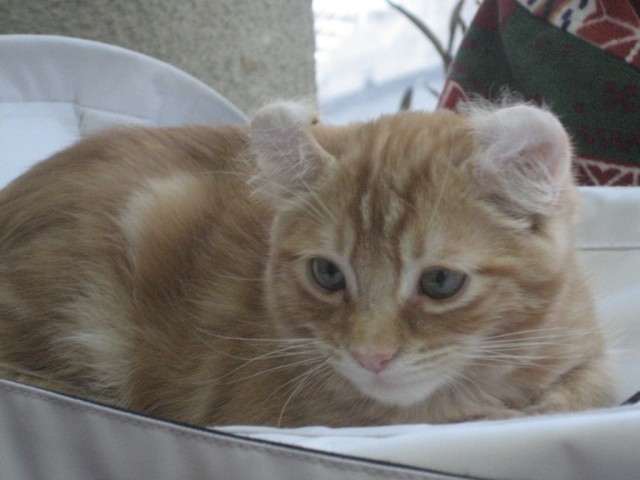Котовторник 1.02.2011