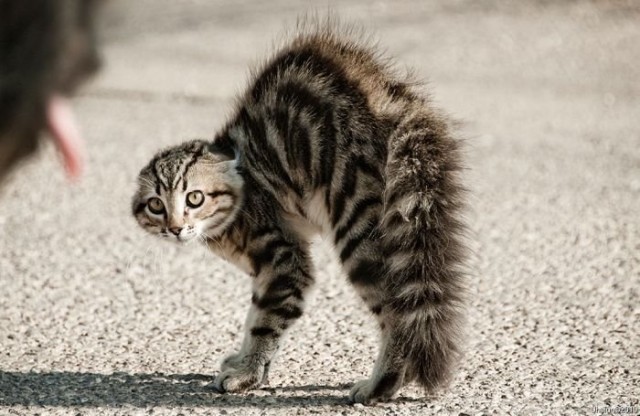 Котейкин вторник! Космический 12.04!