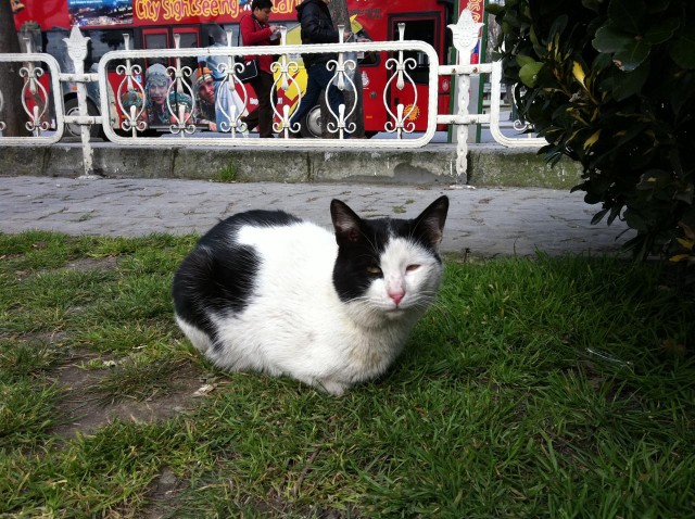 Коты Босфора