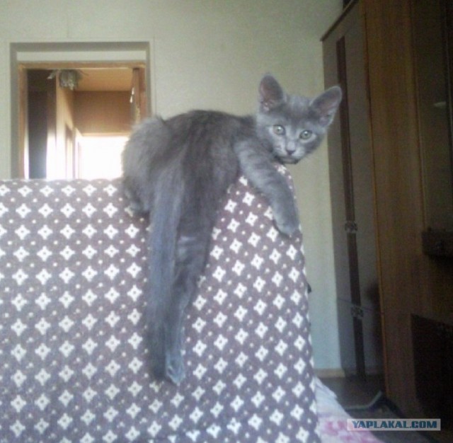 Котовторник в "КотоГетто"