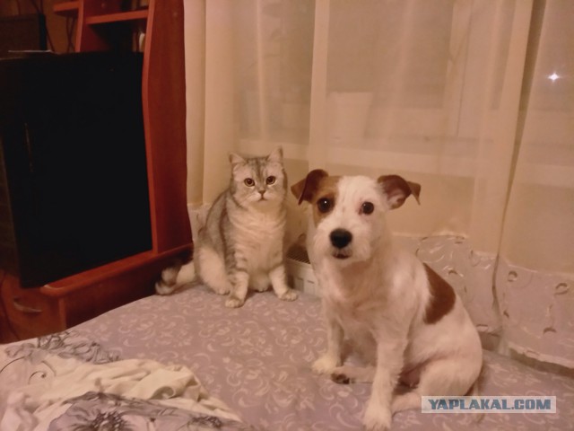 Котовторник (20.11.18)