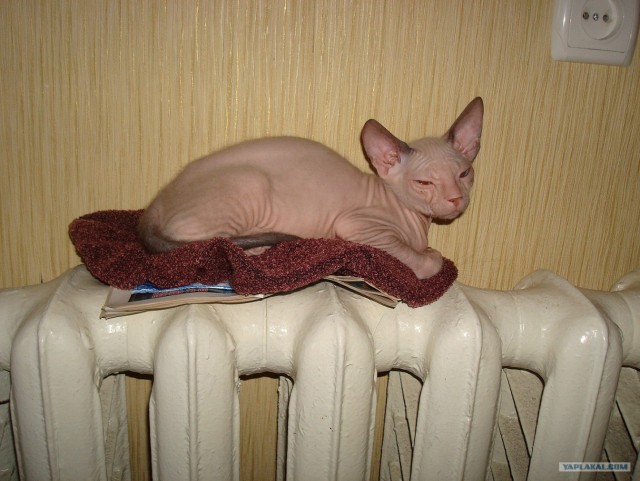 Котовторник 1.11.11