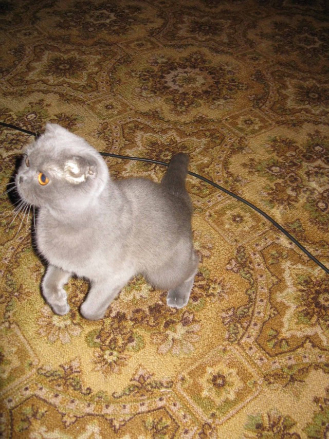 Котовторник 06.12.2011