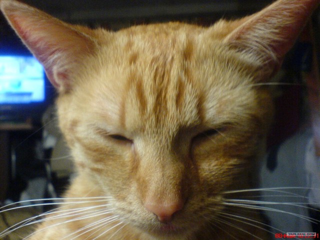 Котовторник (28.02.2012)