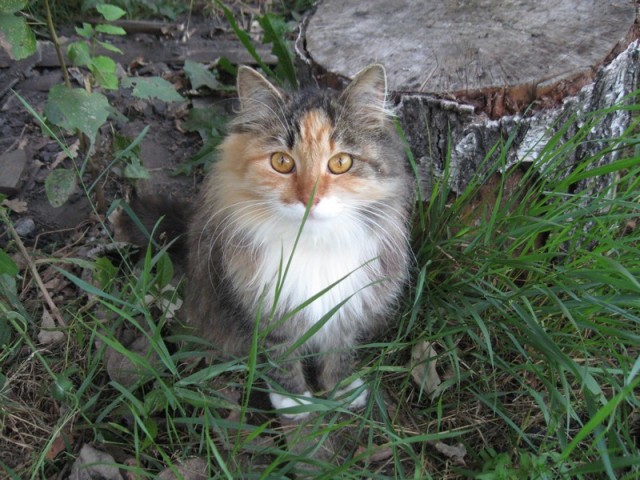 Котовторник (15.05.2012)