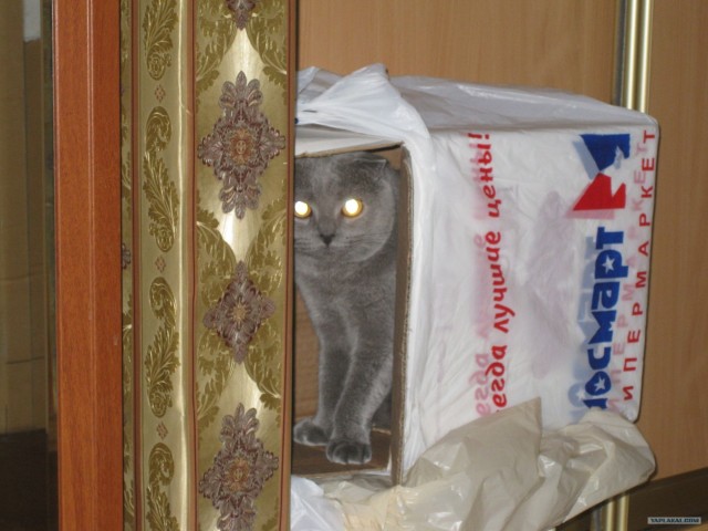Котовторник 03 07 2012