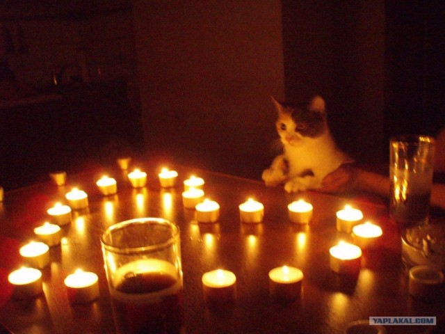 Котовторник  17.07.2012