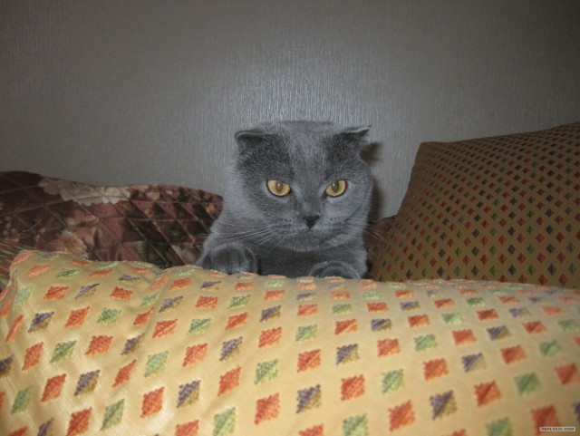 Котонянька и котовторник