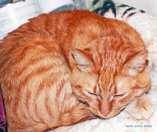 Котовторник ( 23.10. 2012. )