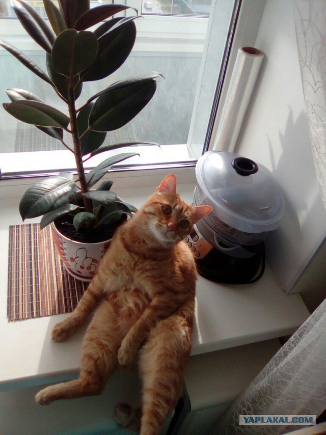 Мой кот не умеет нормально сидеть