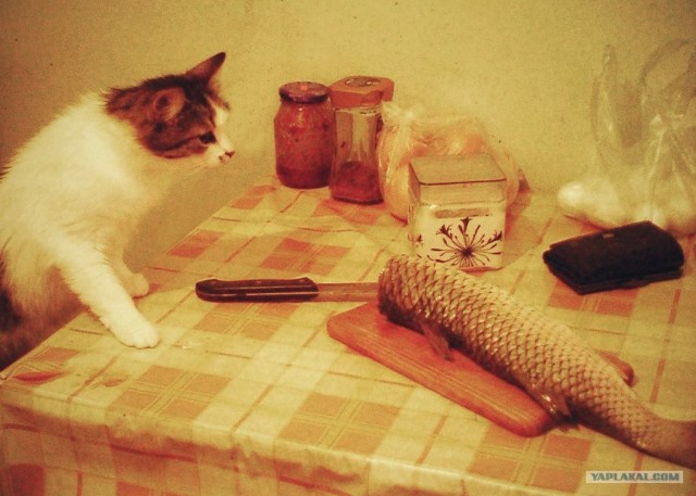 Котовторник 29.01.2013