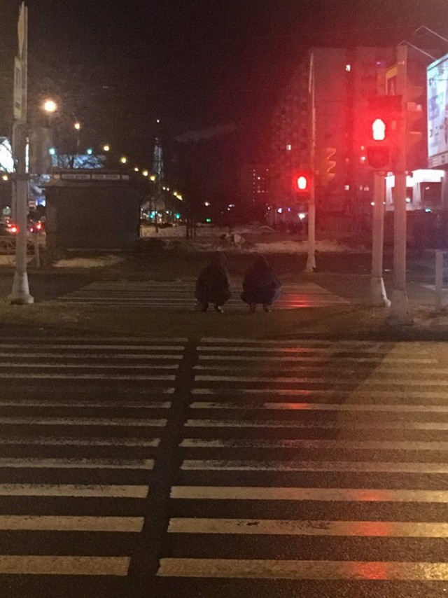 Скотсети и прочие интернеты 22.02.19