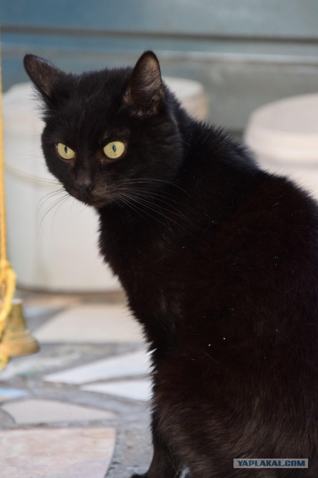 Котовторник 18.06.2019