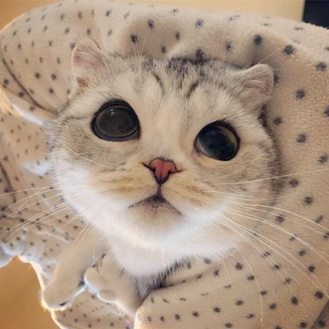 Забавные фото котеек
