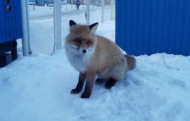 Наглые, мелкие... утренние рыжие гости