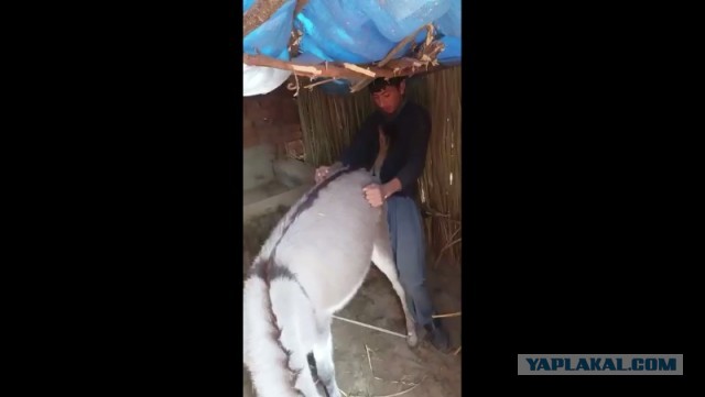 Узбекистан: женский ад в традиционных семьях