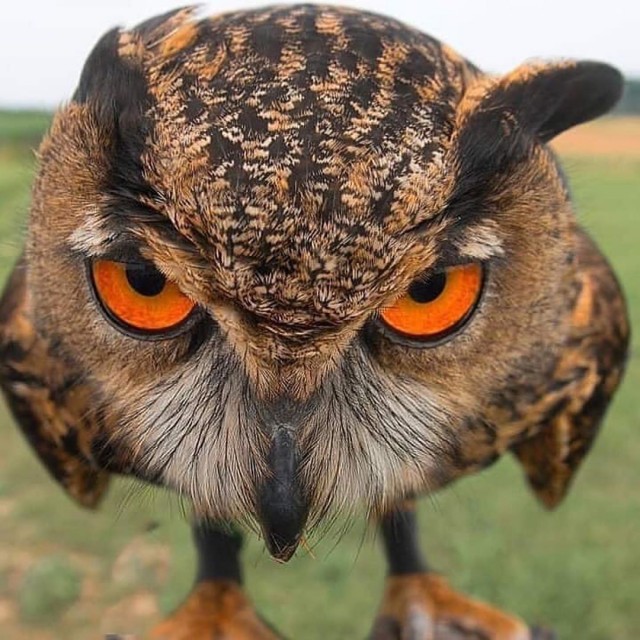 Эти забавные животные