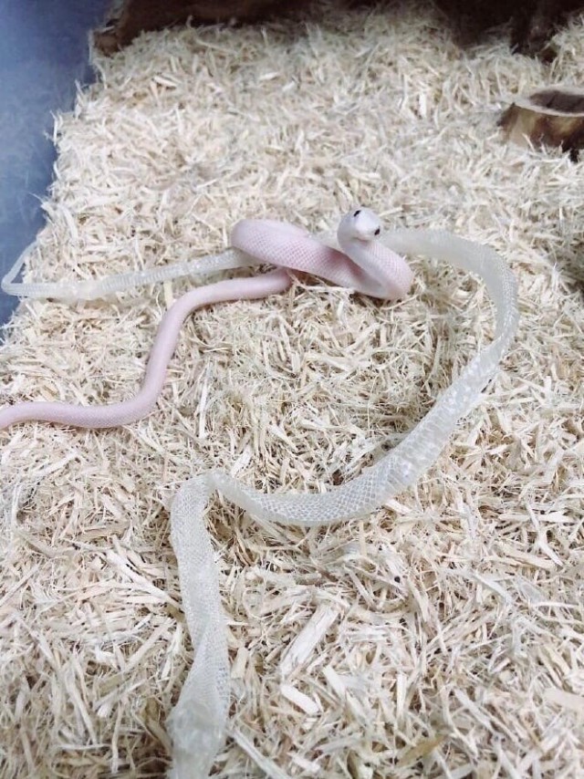 Эти забавные животные