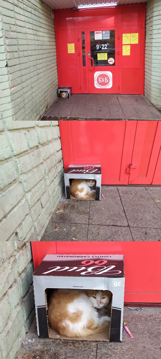 Котовторник 20.10.20