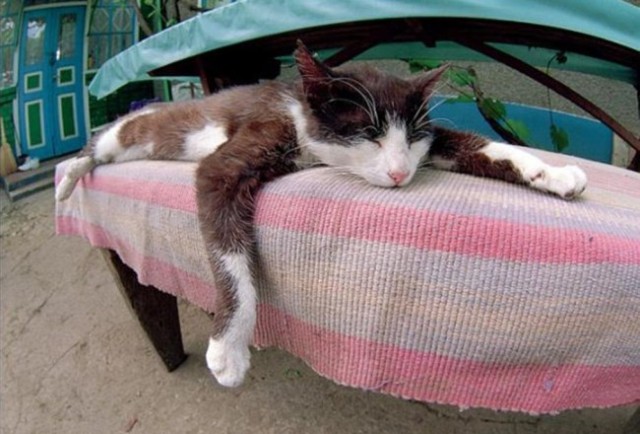 Котейки и солнышко