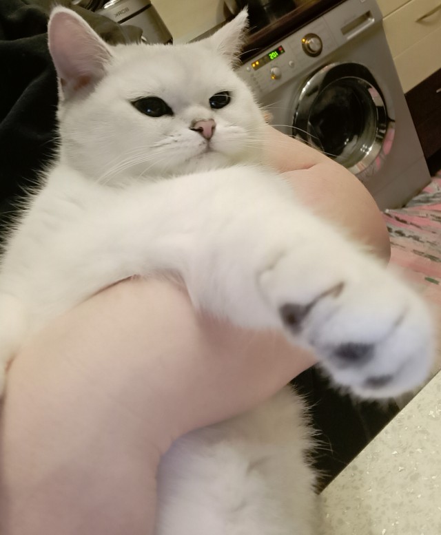 Последний котовторник 2020 года