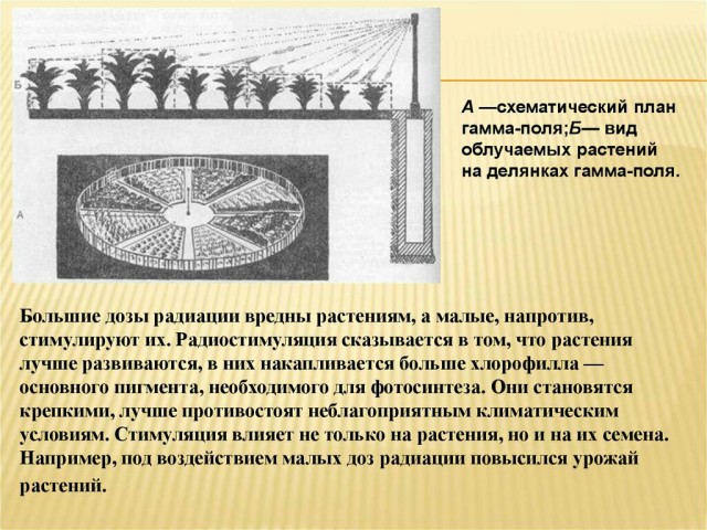 Самое странное место на планете. Почему на Сахалине обычные растения достигают гигантских размеров?