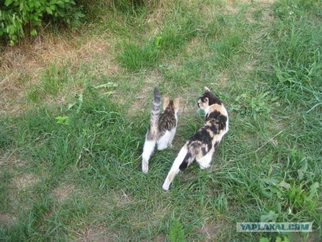 Жизнь домашнего приюта для котеек 348