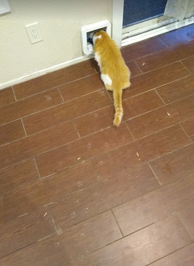 Коты в США - 2