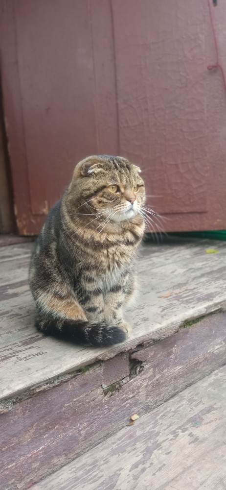 Котовторник