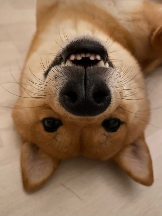 Нос
