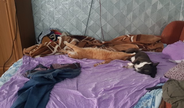 Как кошка с собакой