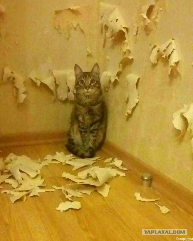 Тыгадыки, 2 штуки
