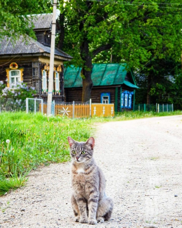 Деревенские, милые, шерстяные