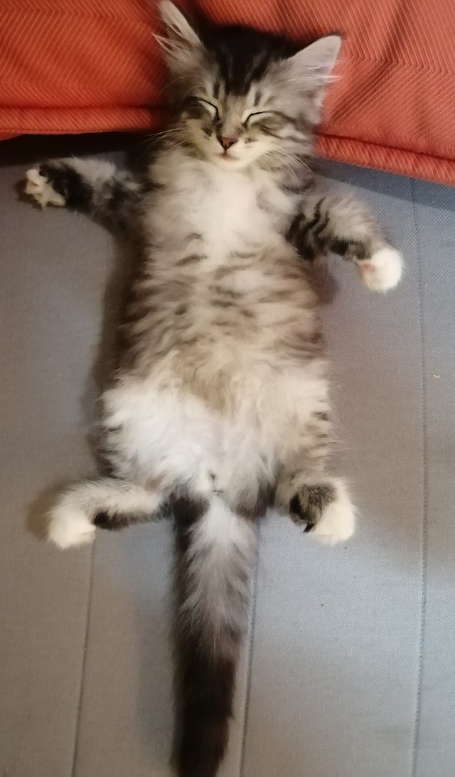 Не котовторник, но у нас пополнение в составе