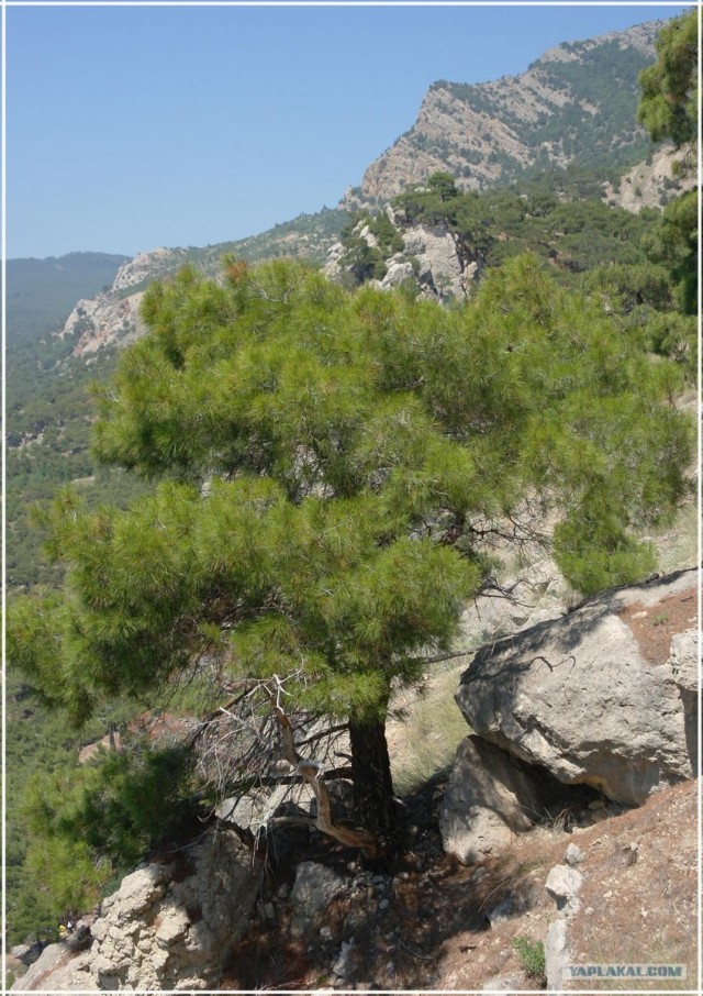 Крым. Мыс Ая. Деревья моря.