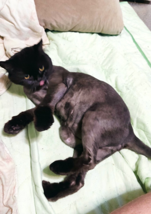 Котовторник 1.11.22