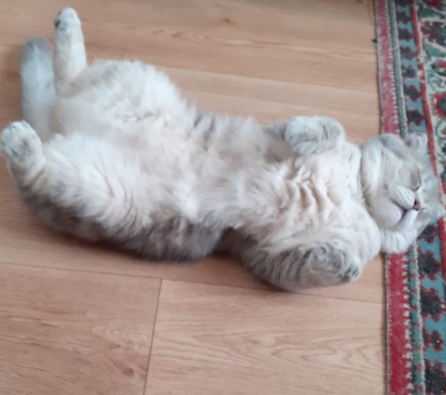 Повезло котейке